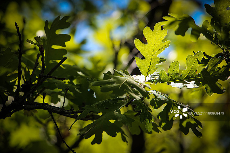 发光灌木栎图片素材