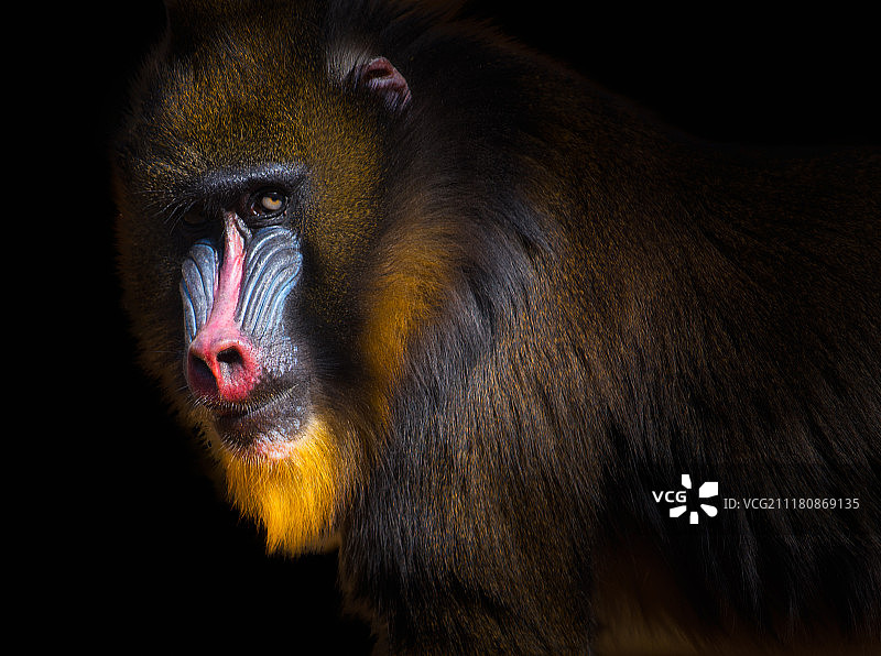 山魈肖像图片素材