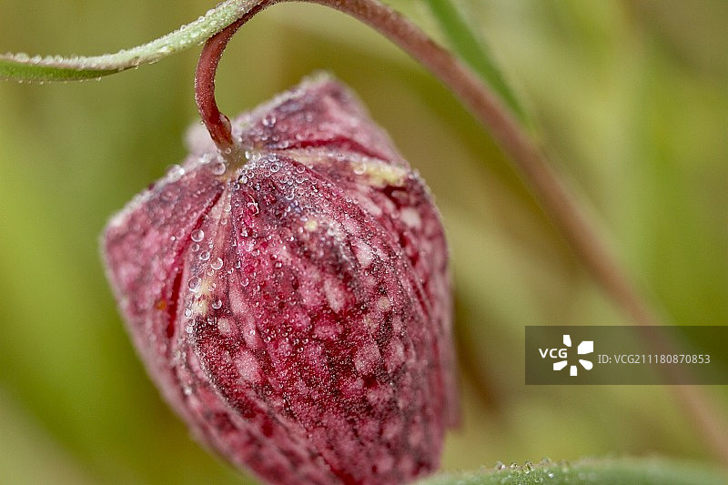 贝母花图片素材