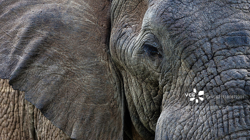 大象特写图片素材