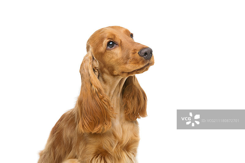 漂亮的年轻可卡犬图片素材