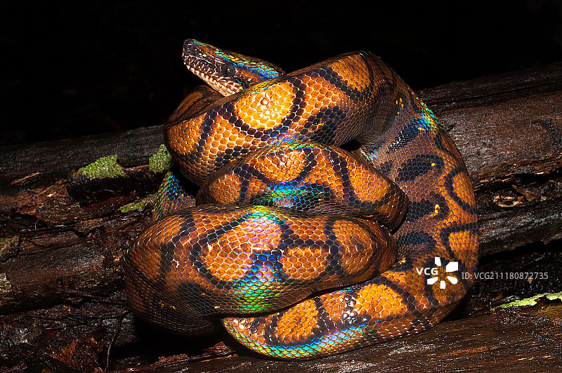 彩虹蚺图片素材