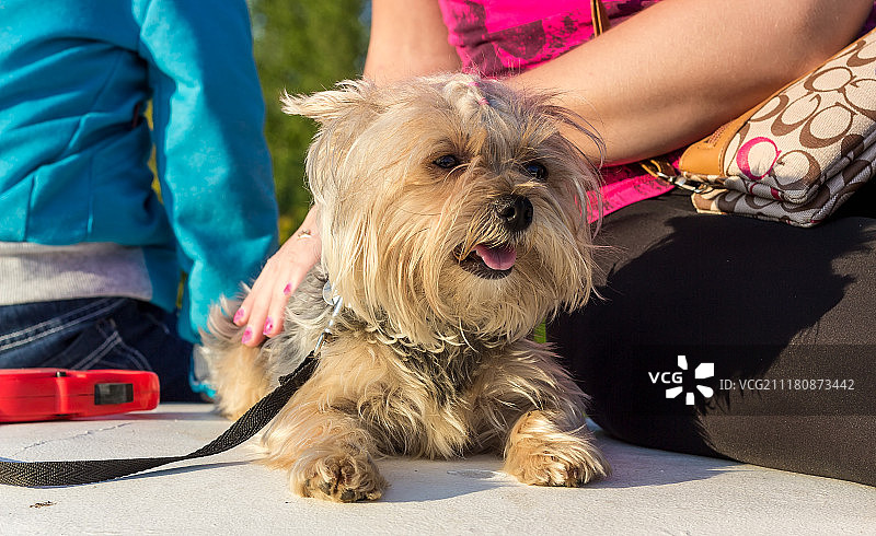 约克夏梗幼犬图片素材