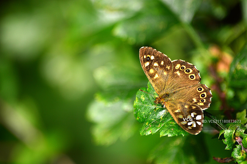 蝴蝶：斑纹木眼蝶图片素材
