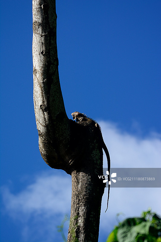 鬣蜥午睡图片素材