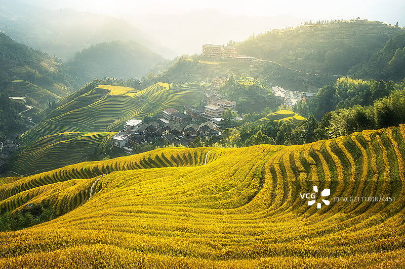 广西龙脊梯田水稻秋收风景图片素材