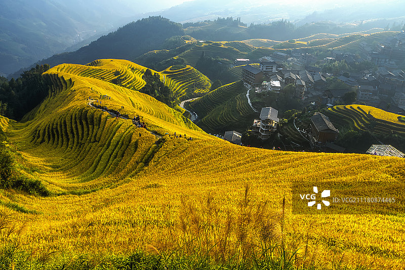 广西龙脊梯田水稻秋收风景图片素材