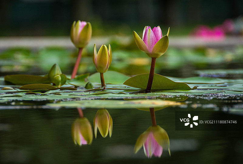 夏日思绪图片素材