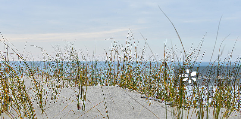 法国比斯卡罗斯海滩沙丘上的草图片素材