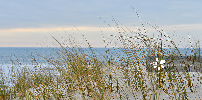 法国比斯卡罗斯海滩沙丘上的草图片素材
