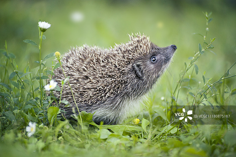 刺猬图片素材