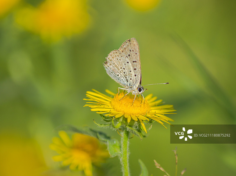 黄色花朵上的蝴蝶图片素材