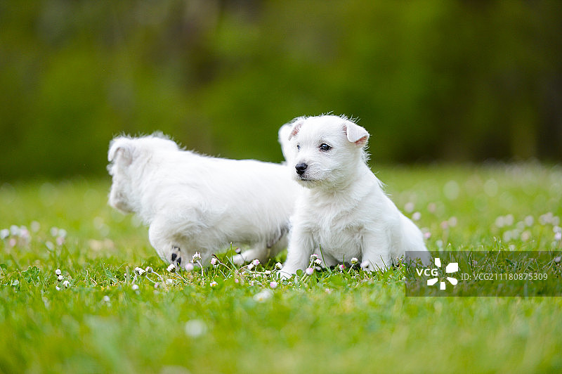 草地上的白色小狗图片素材