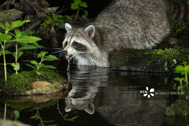 浣熊饮水图片素材