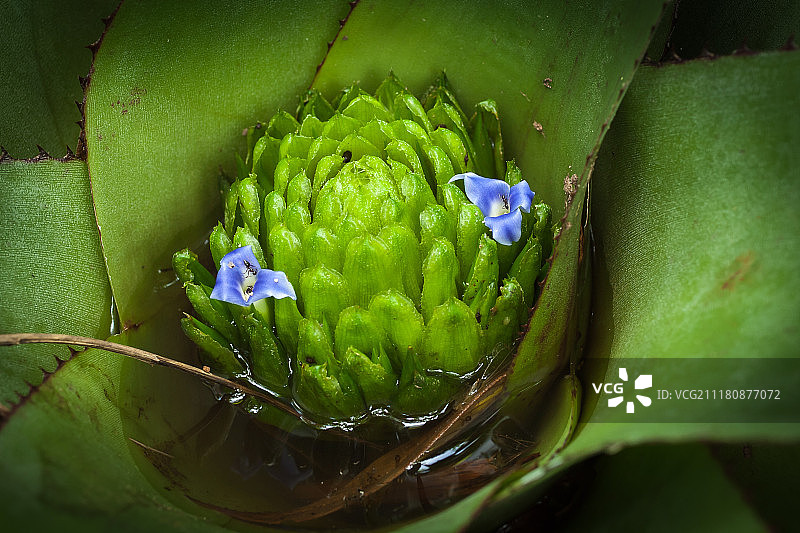 凤梨科植物特写图片素材