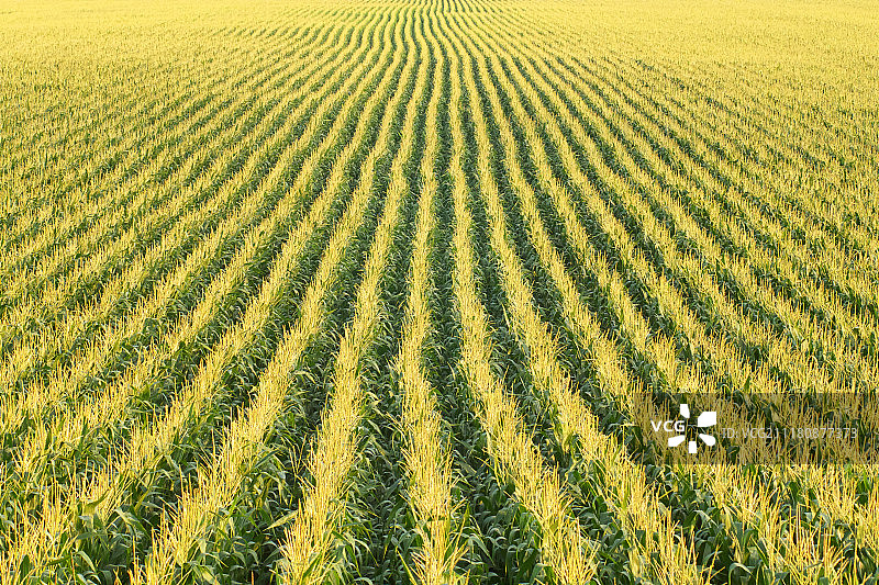 玉米垄图片素材