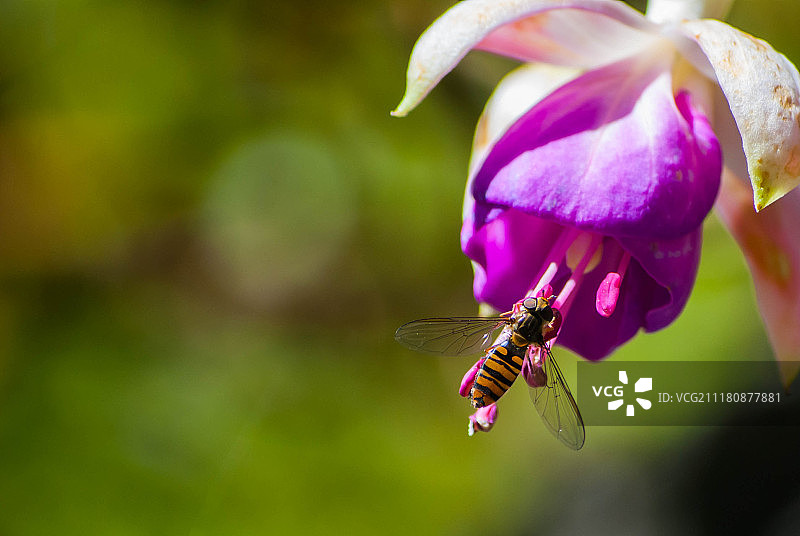 蜜蜂在花朵上授粉特写图片素材