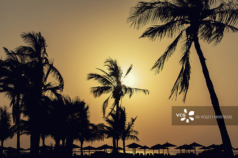 棕榈树槽图片素材