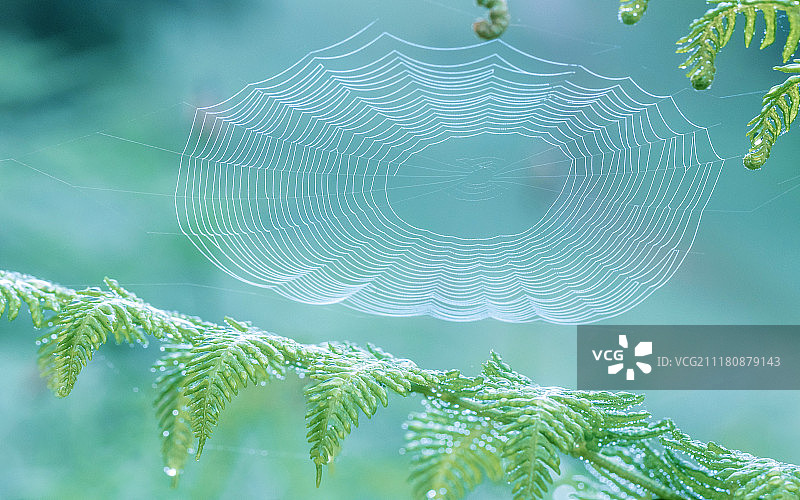 清晨的蛛网图片素材