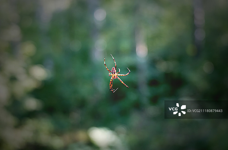 带网的蜘蛛图片素材