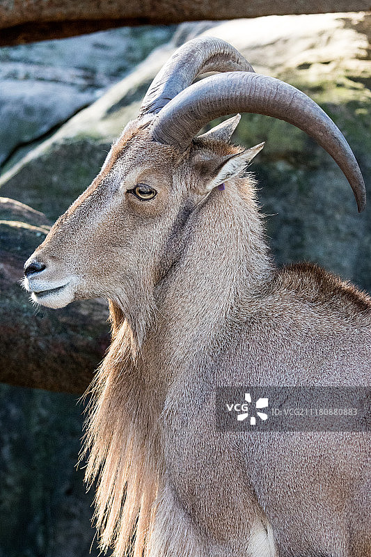 巴巴里绵羊的特写图片素材