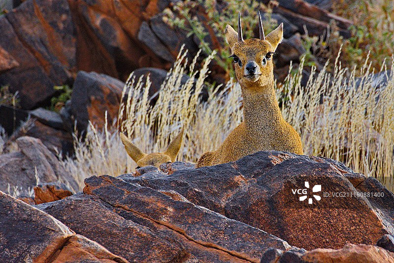 Oreotragus Oreotragus（小羚羊）图片素材