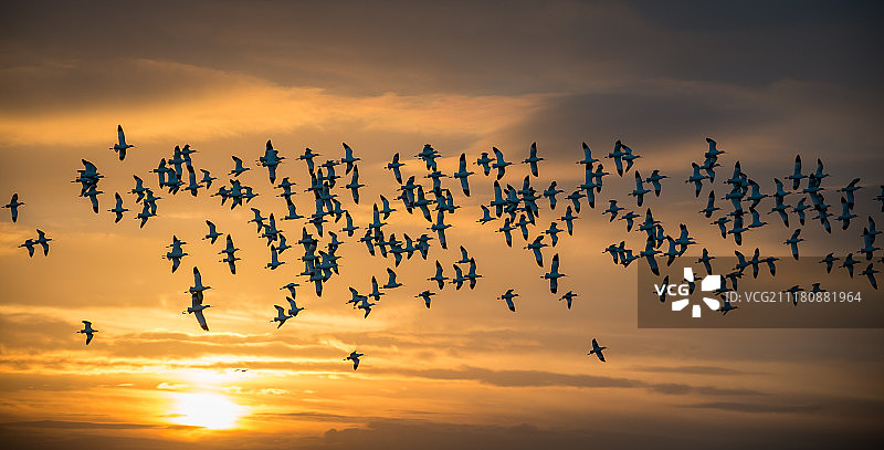 日出时分的反嘴鹬群图片素材