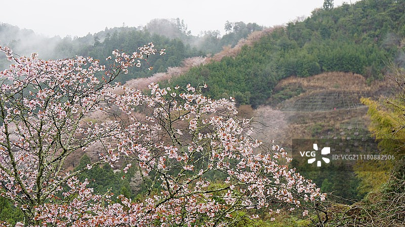吉野樱花图片素材