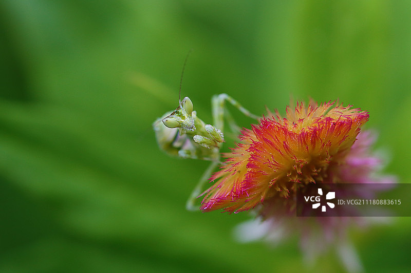 花上的螳螂特写图片素材