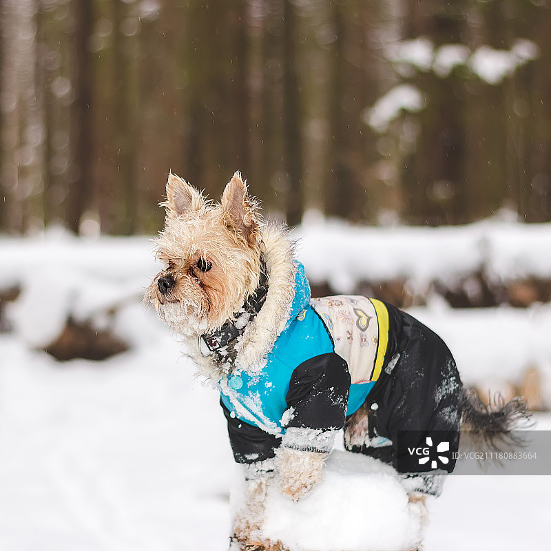 约克郡犬图片素材