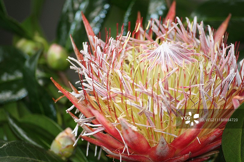 彩色野花特写图片素材