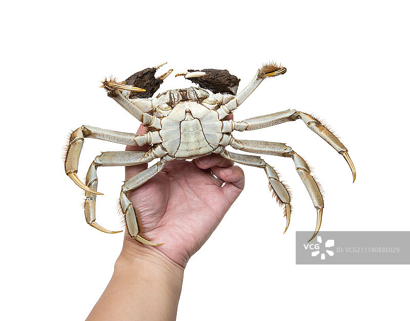 手抓阳澄湖大闸蟹图片素材