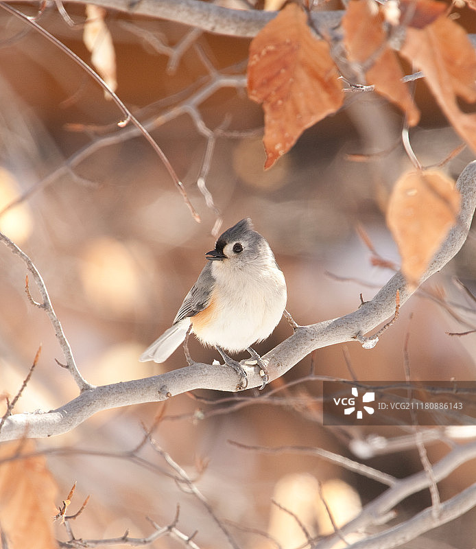 簇绒山雀特写图片素材