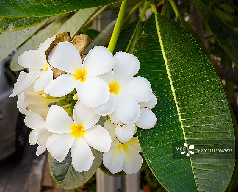 阿尔梅里亚图片素材