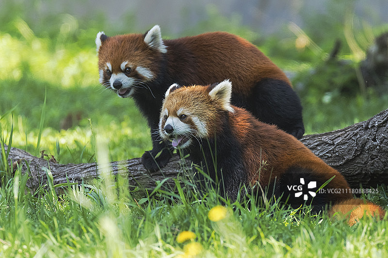 红熊猫图片素材