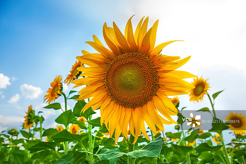 蓝天下向日葵田野图片素材