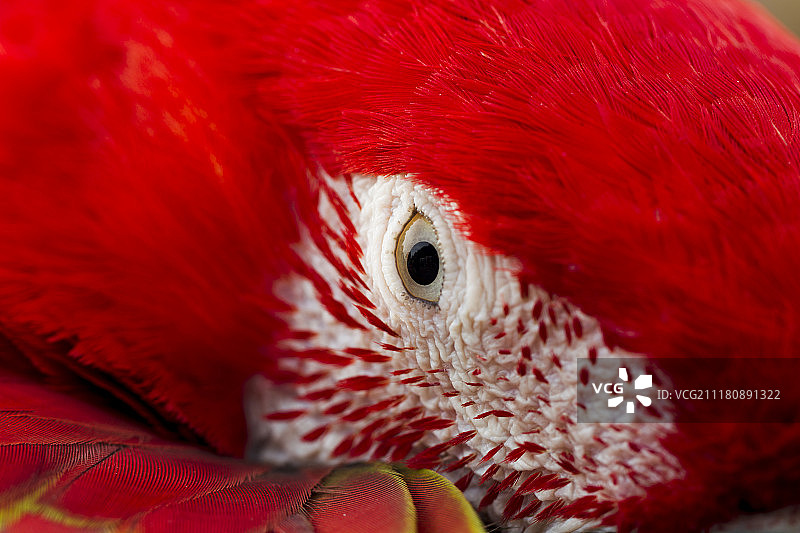 金刚鹦鹉品种图片素材