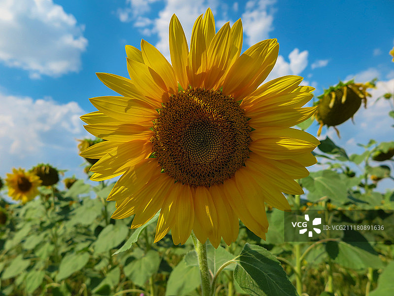 夏日阳光图片素材