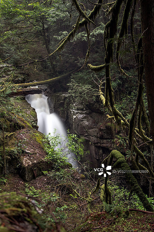 卑诗省柏树瀑布图片素材