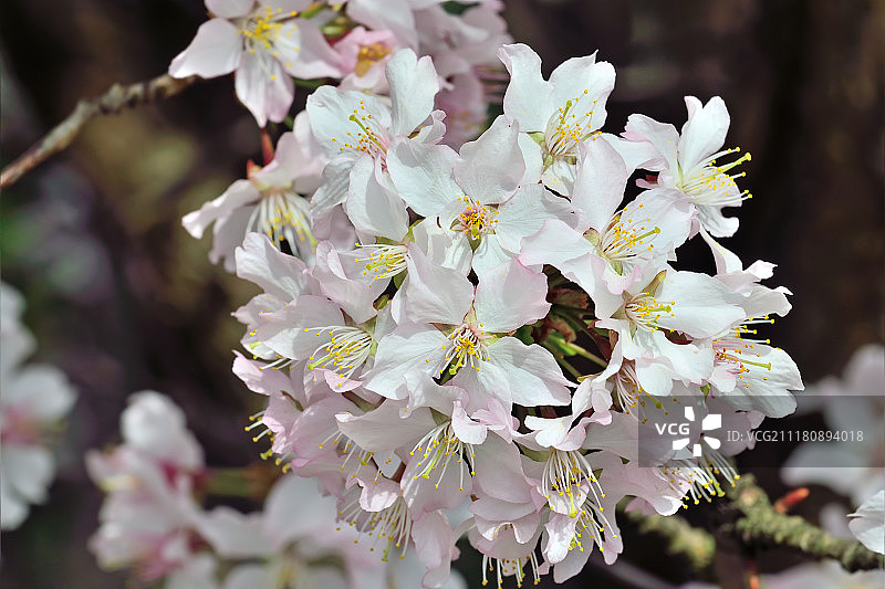 樱花春天背景图片素材
