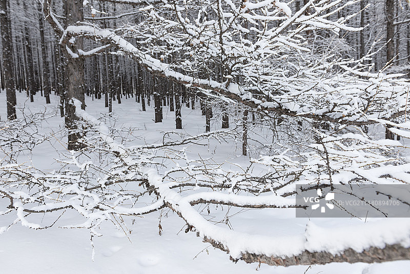 内蒙古呼伦贝尔牙克石雪景图片素材