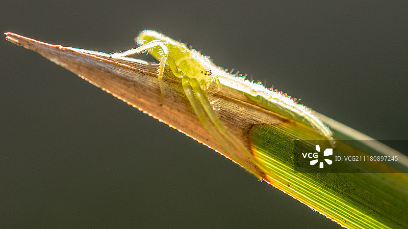 绿蟹蛛图片素材
