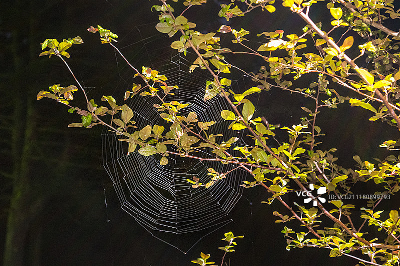夜行者图片素材