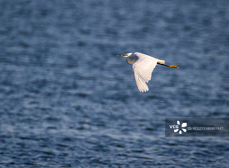 白色飞行图片素材
