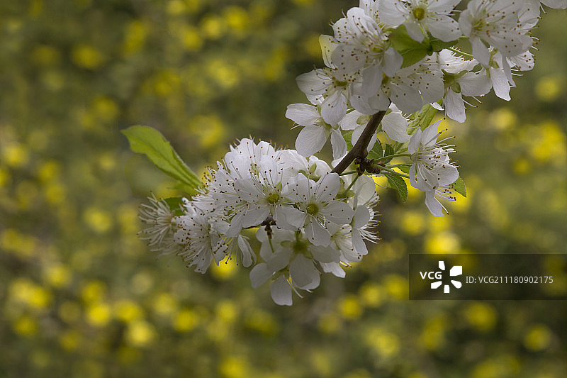盛开的鲜花特写图片素材