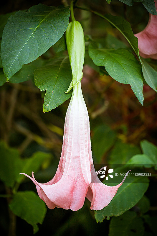 天使的喇叭花图片素材