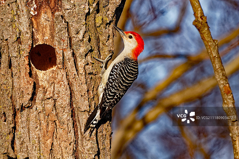 红腹啄木鸟在树洞旁图片素材