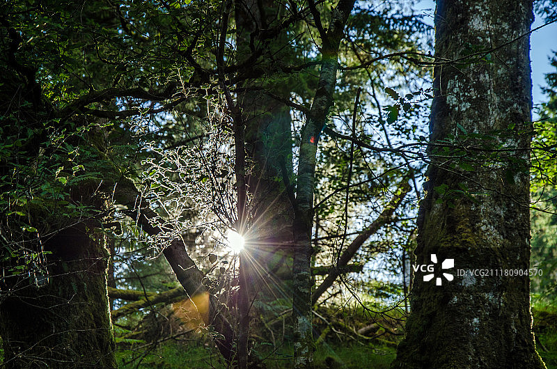 格伦达洛的阳光穿过树林图片素材