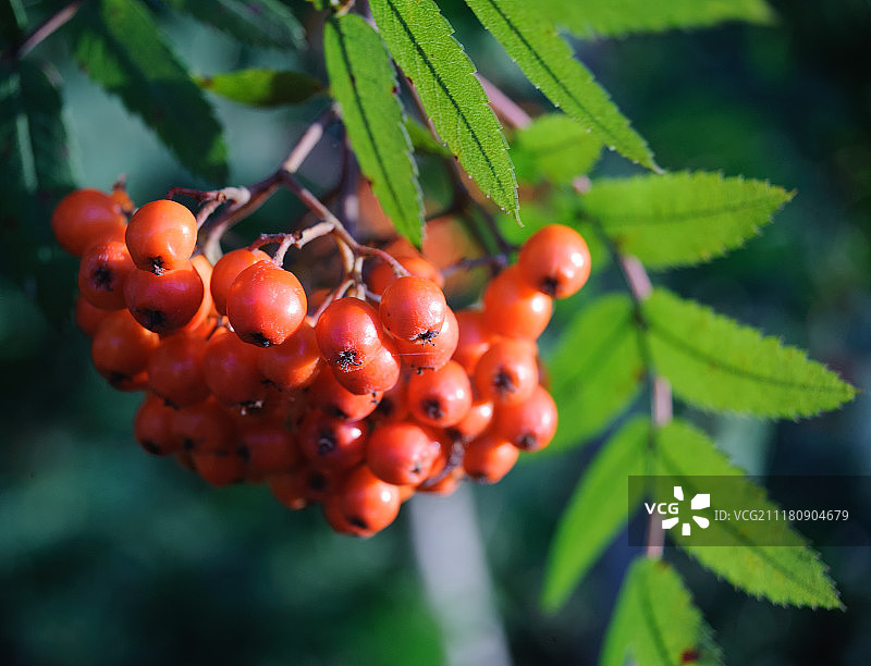 欧洲德国的 山梨树浆果图片素材