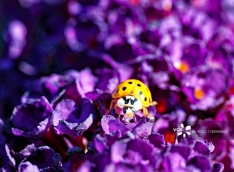 瓢虫乐园图片素材